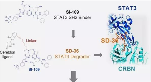 结构优化得到的SH2结合分子SI-109与CRBN结合，得到SD-36