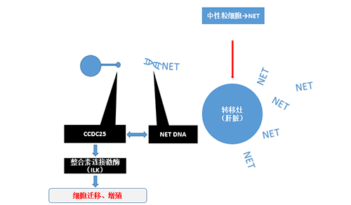 除了单纯的捕获，NET DNA与CCDC-25的结合还增强了癌细胞的侵袭行为，促进了癌症的肝转移。