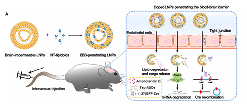 将神经递质与LNP掺杂，获得拥有穿透BBB能力的载体。
