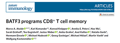 Nature：BATF3改善T细胞记忆应答，有望改善免疫疗法的疗效