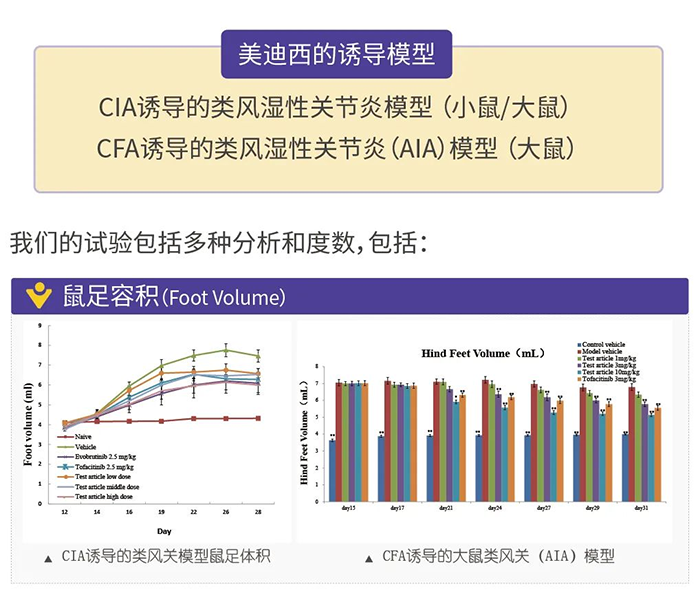 龙8唯一官网诱导的类风湿性关节炎模型-1.png