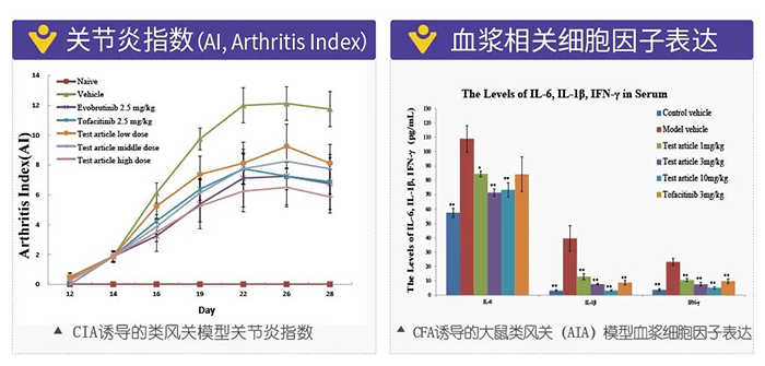 龙8唯一官网诱导的类风湿性关节炎模型-2.png