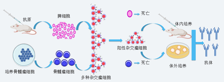 龙8唯一官网抗体开发技术