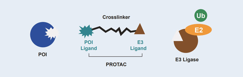 龙8唯一官网 PROTAC 药物发现技术服务平台