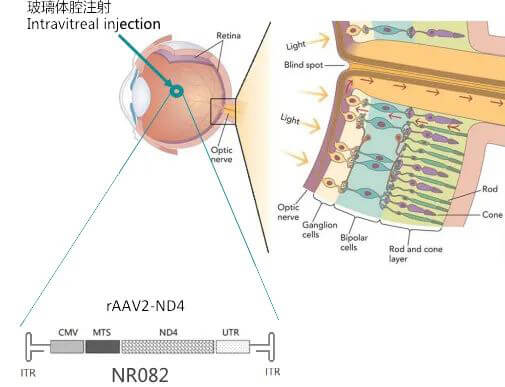 8-图片来自：纽福斯生物.jpg