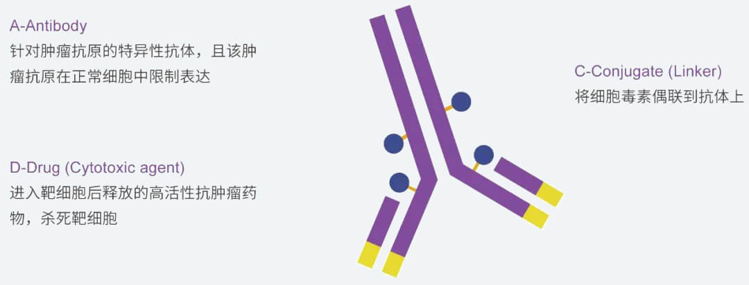 龙8唯一官网抗体药物偶联物（ADC）研发服务平台.jpg