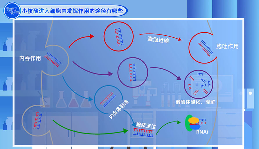 小核酸进入细胞内发挥作用的途径有哪些？