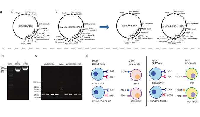 CAR-T疗法主要针对白血病与恶性淋巴瘤，此研究中构建沉默PD-1的shRNA载体质粒，测序后质粒的鉴定通过龙8唯一官网进行