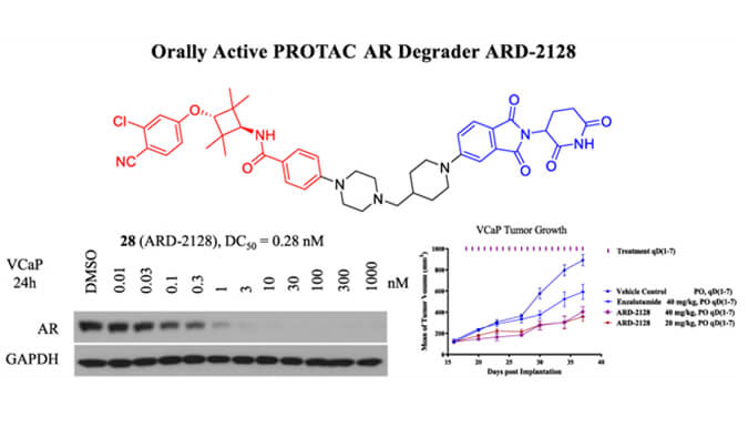 ARD-2128是一种PROTAC AR降解剂，具有出色的血浆和微粒体稳定性，体外稳定性和PK研究通过龙8唯一官网进行