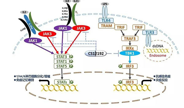 自身免疫疾病或迎新疗法！龙8唯一官网助力微芯生物CS12192获批FDA.jpg