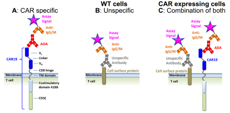 CAR特异性ADA信号.jpg